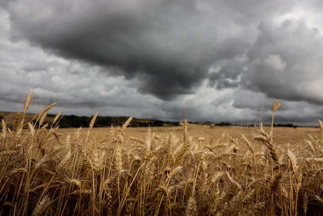campo de cereal